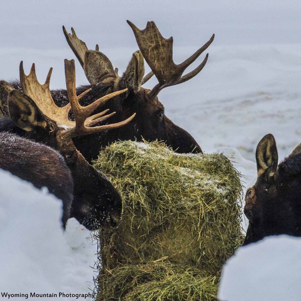 Eating hay. Photo by Dave Bell.