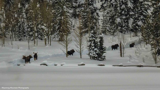 Moose trail. Photo by Dave Bell.