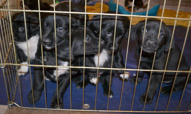 Puppies. Photo by Joy Ufford, Pinedale Roundup.