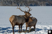 6 Point. Photo by Arnold Brokling.