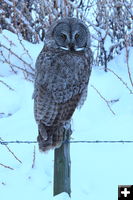 Great grey owl. Photo by Fred Pflughoft.