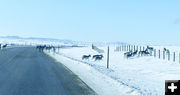 Crossing the road. Photo by Dawn Ballou, Pinedale Online.