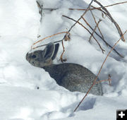 Finding leaves under the snow. Photo by Dawn Ballou, Pinedale Online.