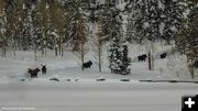 Moose trail. Photo by Dave Bell.