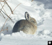 Snow bunny. Photo by Dawn Ballou, Pinedale Online.