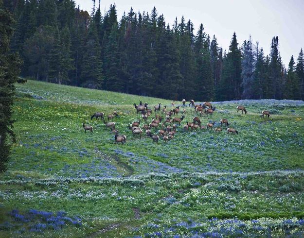 Elk herd. Photo by Dave Bell.