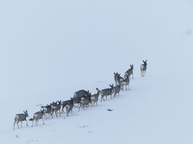 Follow the Leader. Photo by Dawn Ballou, Pinedale Online.