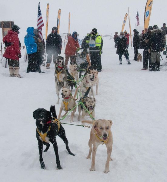 Race start. Photo by Chris Havener, Pedigree Stage Stop Race.