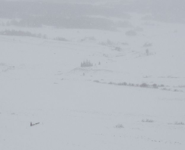 Alone in the wilderness. Photo by Chris Havener, Pedigree Stage Stop Race.