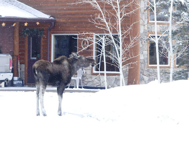 Eating on the aspens. Photo by Dawn Ballou, Pinedale Online.