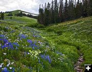 Wildflowers galore. Photo by Dave Bell.