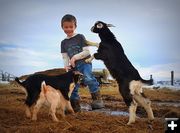 Major Goat Competition. Photo by Terry Allen.