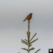 March robin. Photo by Dave Bell.