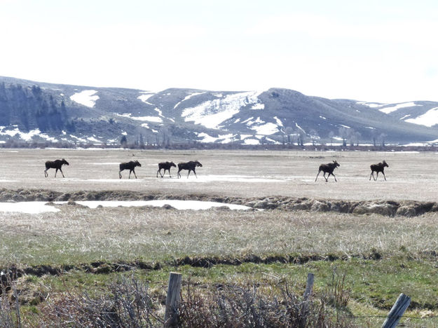 6 Moose. Photo by Clint Gilchrist, Pinedale Online.