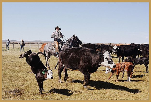 Belly Roped. Photo by Terry Allen.