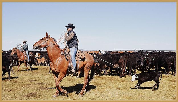 Heading to the Branding Area. Photo by Terry Allen.