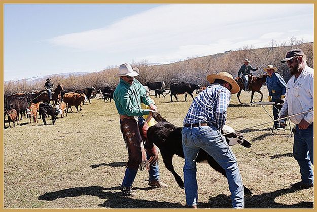 Throwing a Calf. Photo by Terry Allen.