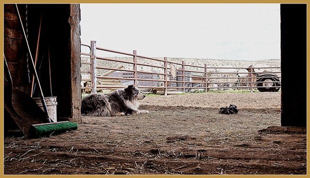 Where Old Dogs Retire. Photo by Terry Allen.