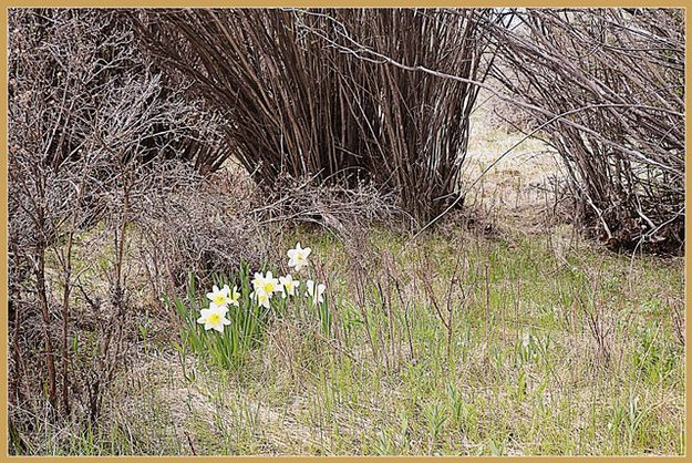 Historic Daffodils. Photo by Terry Allen.