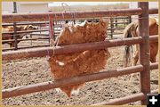 Calf Hide Drying. Photo by Terry Allen.