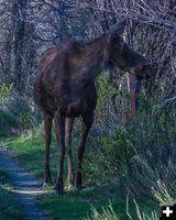 Moose. Photo by Dave Bell.