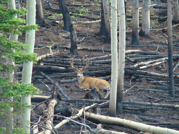 Post burn results. Photo by Bureau of Land Management.