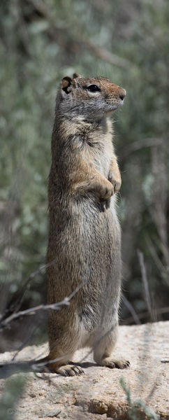 Looking for higher ground. Photo by Arnold Brokling.