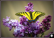 Butterfly. Photo by Terry Allen.