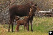 Giving Mom a kiss. Photo by Fred Pflughoft.