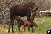 Loving Mama. Photo by Fred Pflughoft.