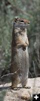 Looking for higher ground. Photo by Arnold Brokling.