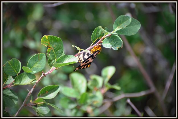 What Lives in the Woods. Photo by Terry Allen.