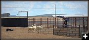 Penning the Sheep. Photo by Terry Allen.