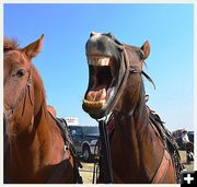 Johnny Bravo gets a Case of the Yawns. Photo by Terry Allen.