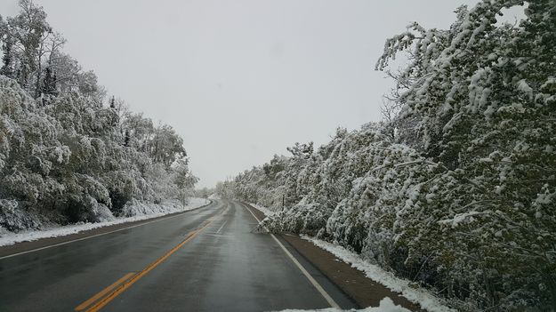 Trees bending over. Photo by James Thomas.