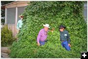 Boys in the Hops. Photo by Terry Allen.