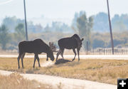 Watch out for wildlife. Photo by Elizabeth Boehm.