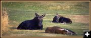 Relaxing. Photo by Terry Allen.