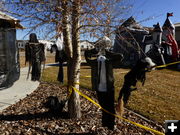 Hanging from the trees. Photo by Dawn Ballou, Pinedale Online.