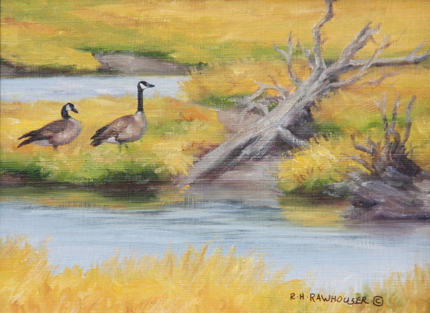 Geese on Island. Photo by Ruth Rawhouser.