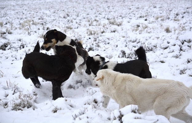 Dog pack. Photo by Cat Urbigkit.