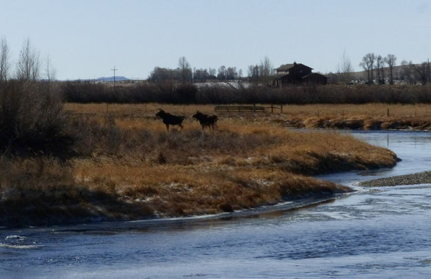 Ears forward. Photo by Dawn Ballou, Pinedale Online.