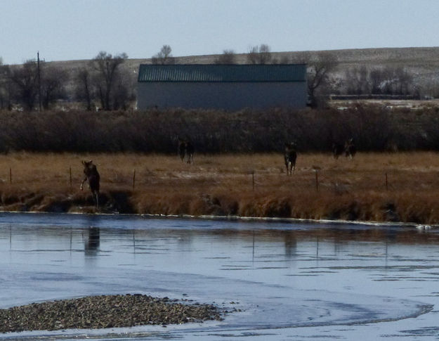 Too hard to jump here. Photo by Dawn Ballou, Pinedale Online.