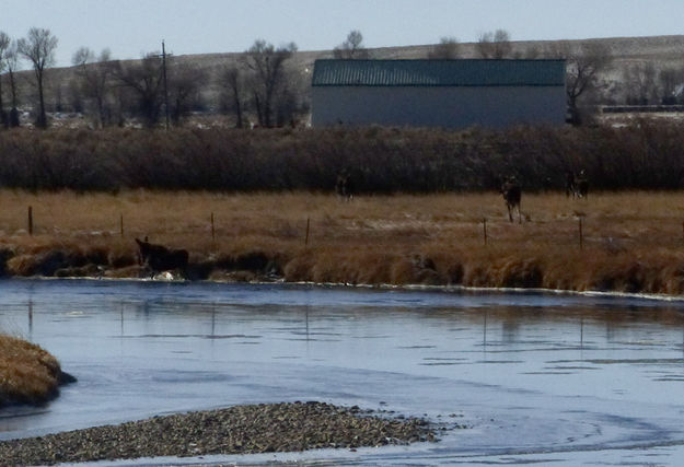 Moving over to a better spot. Photo by Dawn Ballou, Pinedale Online.