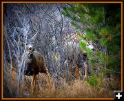 Romance Along the Creek. Photo by Terry Allen.