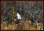 Cat Hunting Thanksgiving Mouse. Photo by Terry Allen.