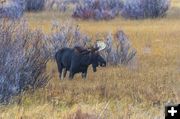 Bull Moose. Photo by Dave Bell.