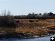 Out of the willows. Photo by Dawn Ballou, Pinedale Online.