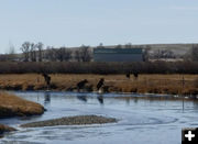 Out of the water. Photo by Dawn Ballou, Pinedale Online.