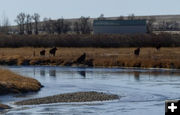 Crossing the fence. Photo by Dawn Ballou, Pinedale Online.